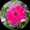 gerbera_t
